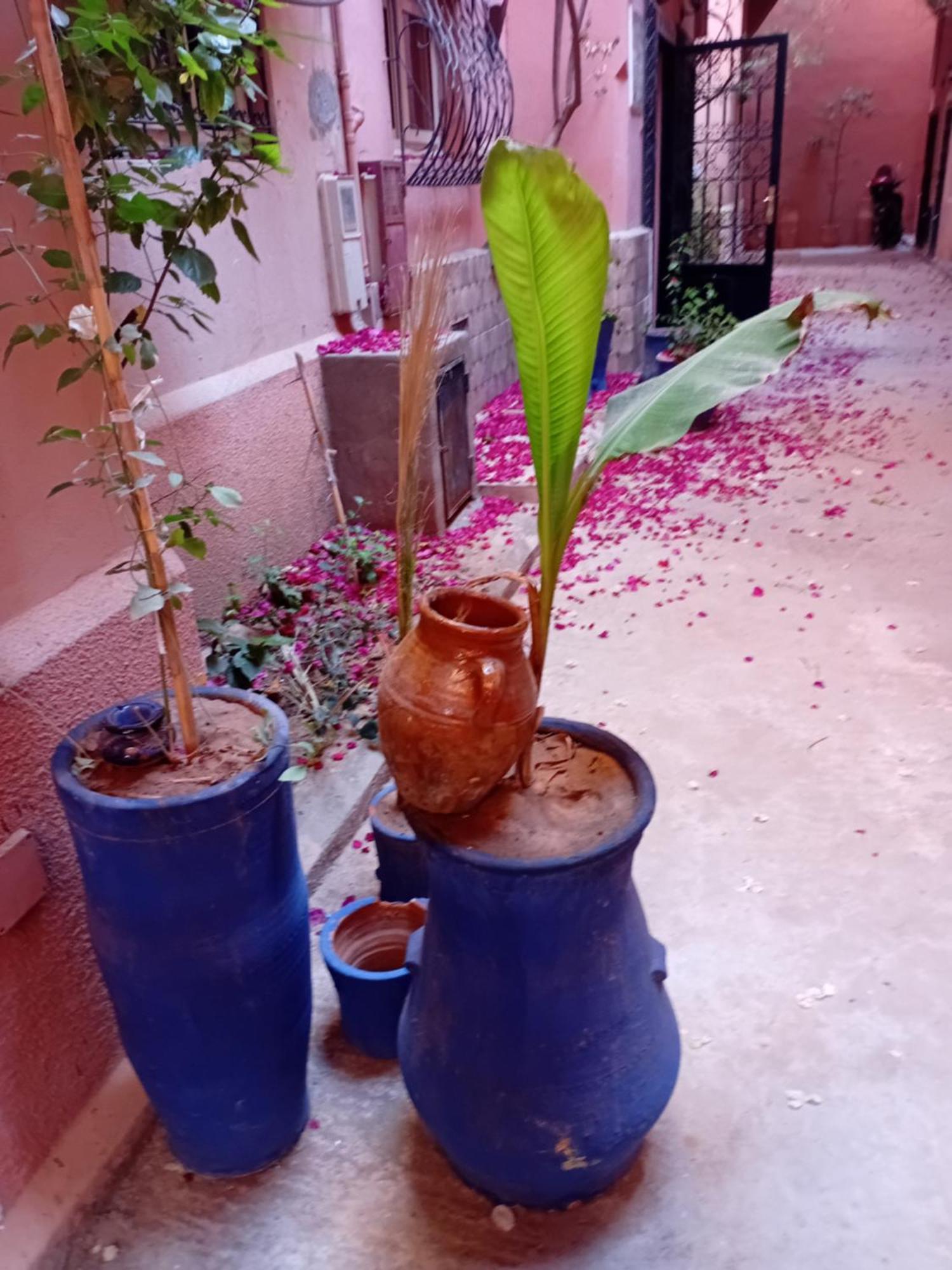 מרקש Riad Le Shams מראה חיצוני תמונה