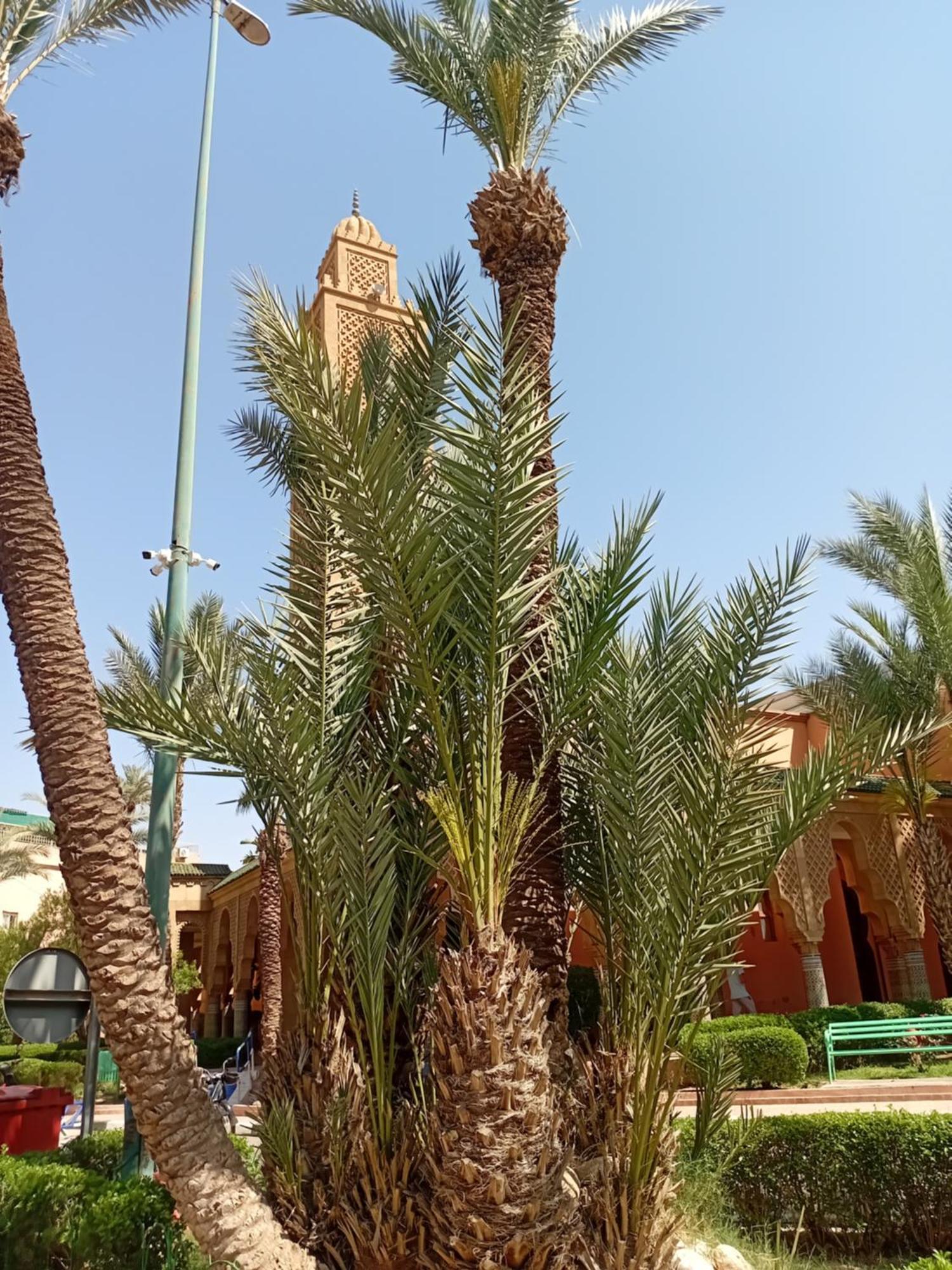 מרקש Riad Le Shams מראה חיצוני תמונה